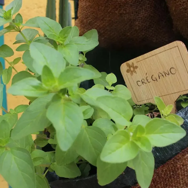Kit De Cultivo De Orégano Grow Me – Huerto Urbano Ecológico
