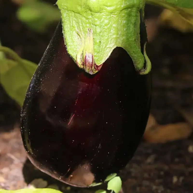 Kit De Cultivo De Berenjena Larga Negra Grow Me – Huerto Urbano Ecológico