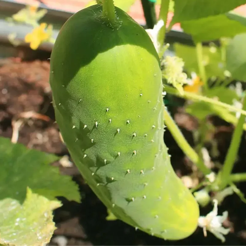 Kit De Cultivo De Pepino Largo Verde Grow Me – Huerto Urbano Ecológico