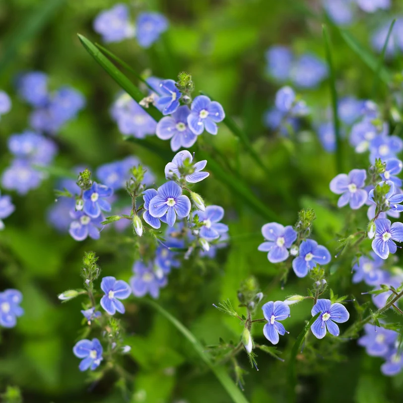 Nomeolvides Acuático - Myosotis Scorpioides - 15 Plantas