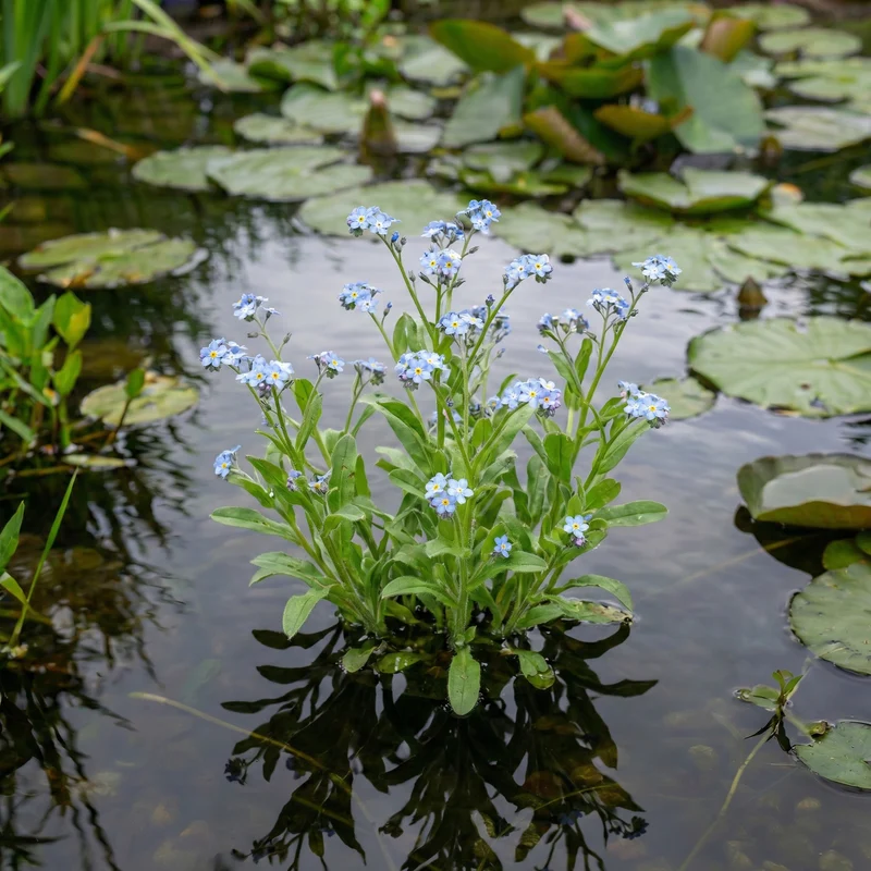 Nomeolvides Acuático - Myosotis Scorpioides - 15 Plantas