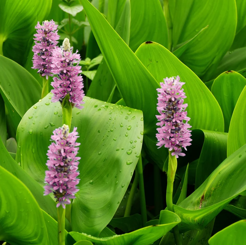 Pontederia Rosa - Pontederia Cordata - 15 Plantas