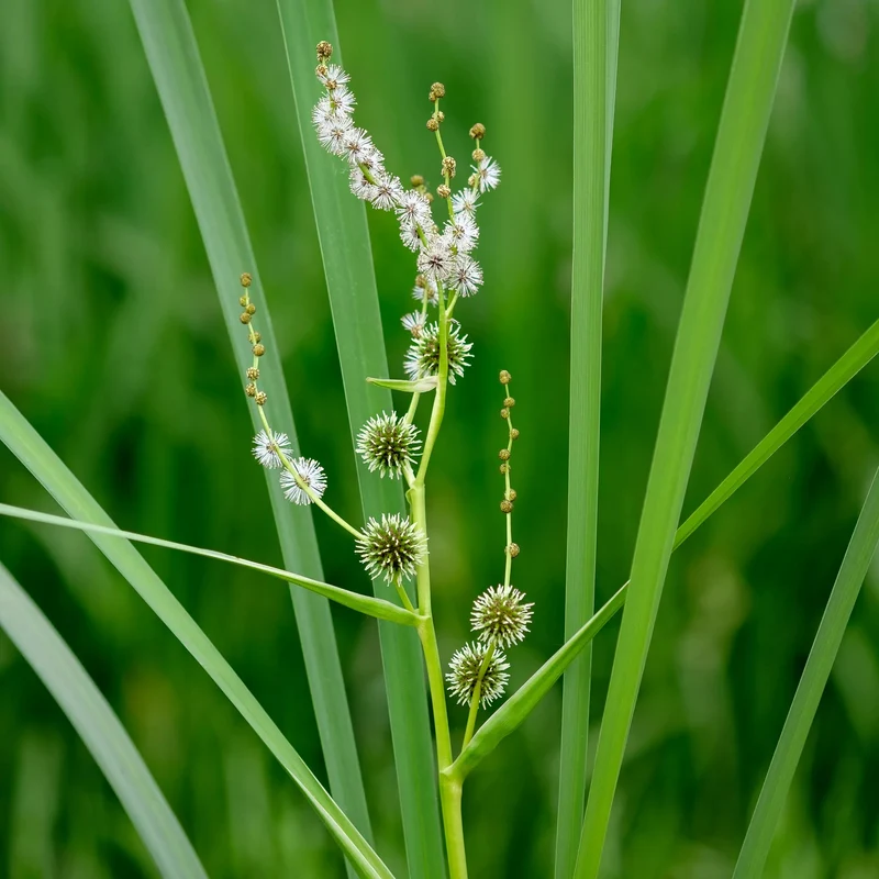 Platanaria - Sparganium Erectum - 15 Plantas