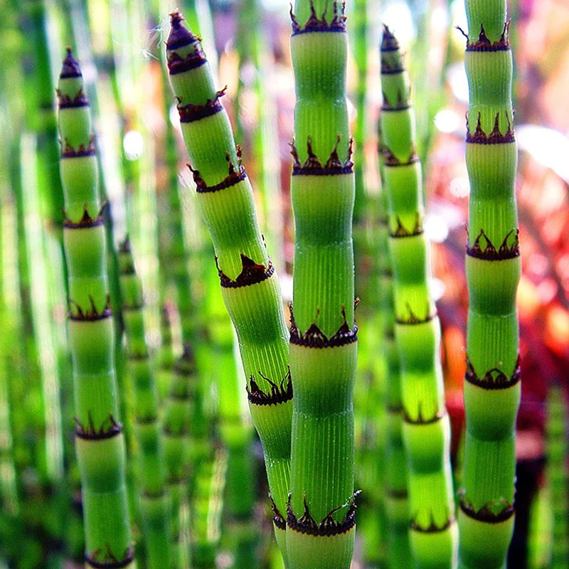 Cola De Caballo Acuática - Equisetum Fluviatile - 15 Plantas