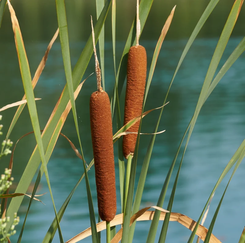 Espadaña - Typha Latifolia - 15 Plantas