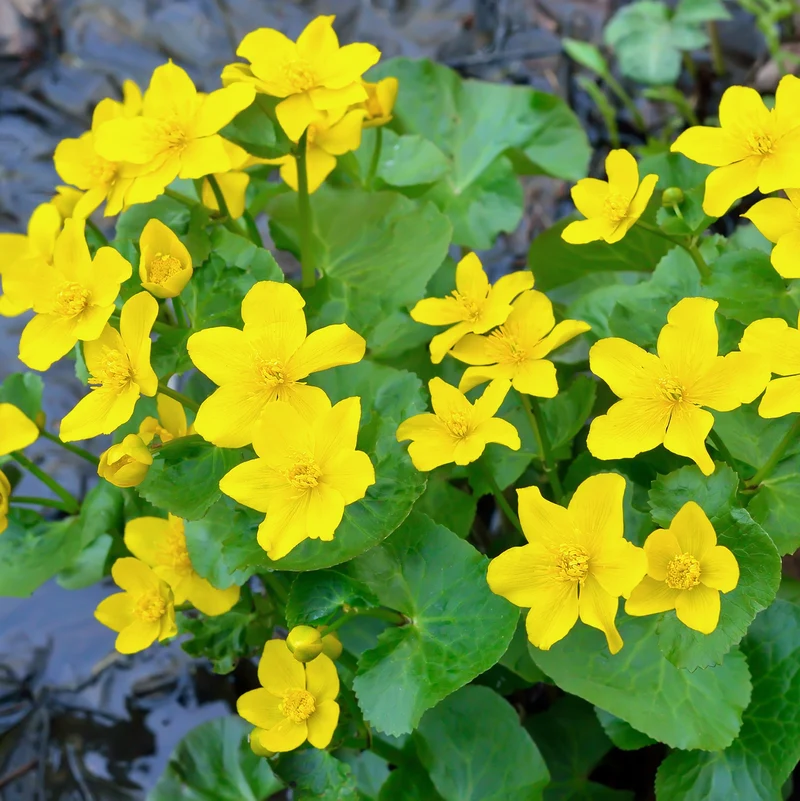 Hierba Centella - Caltha Palustris - 15 Plantas