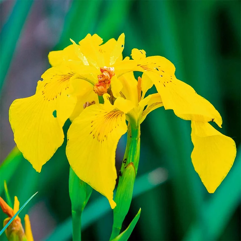 Lirio Amarillo - Iris Pseudacorus - 15 Plantas