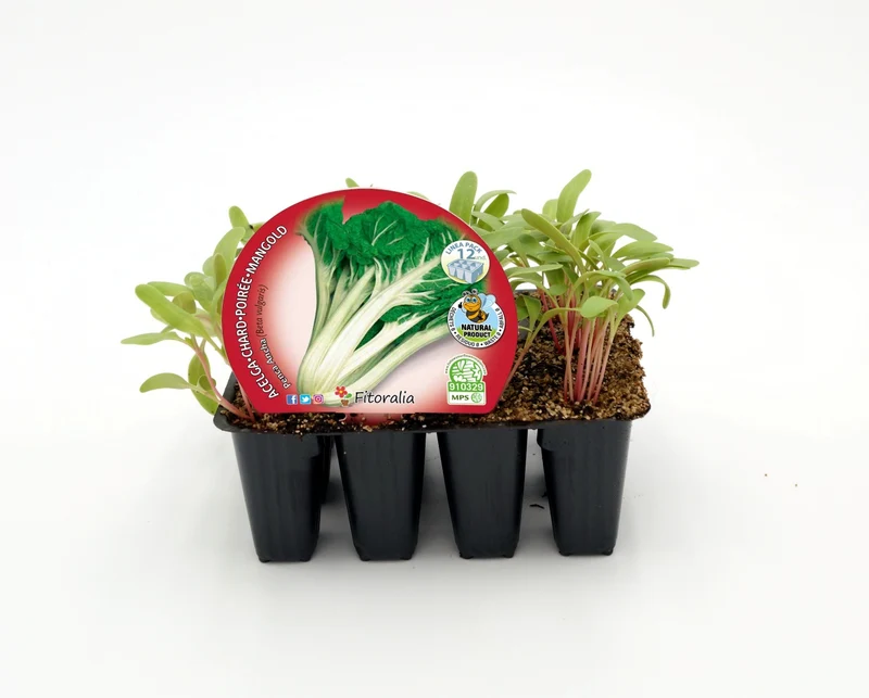 Pack Plantones Acelga Verde Penca Ancha 12 Ud. Natural - Fitoralia