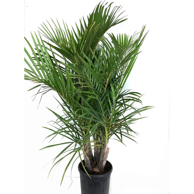 Mascarena Verschaffeltii Grupo M32 150cm