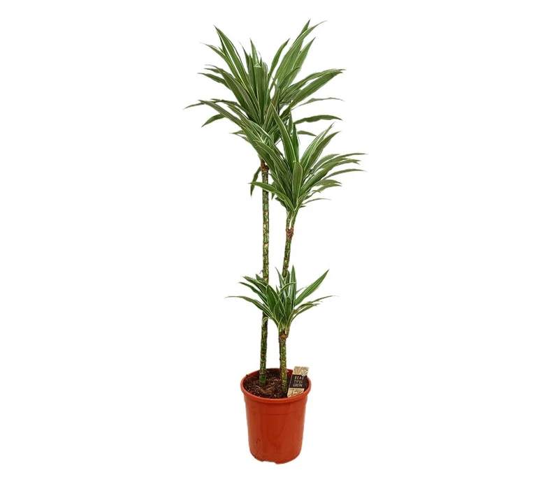 Dracena Warneckei 3 Troncos 90-60-30 M24 130cm