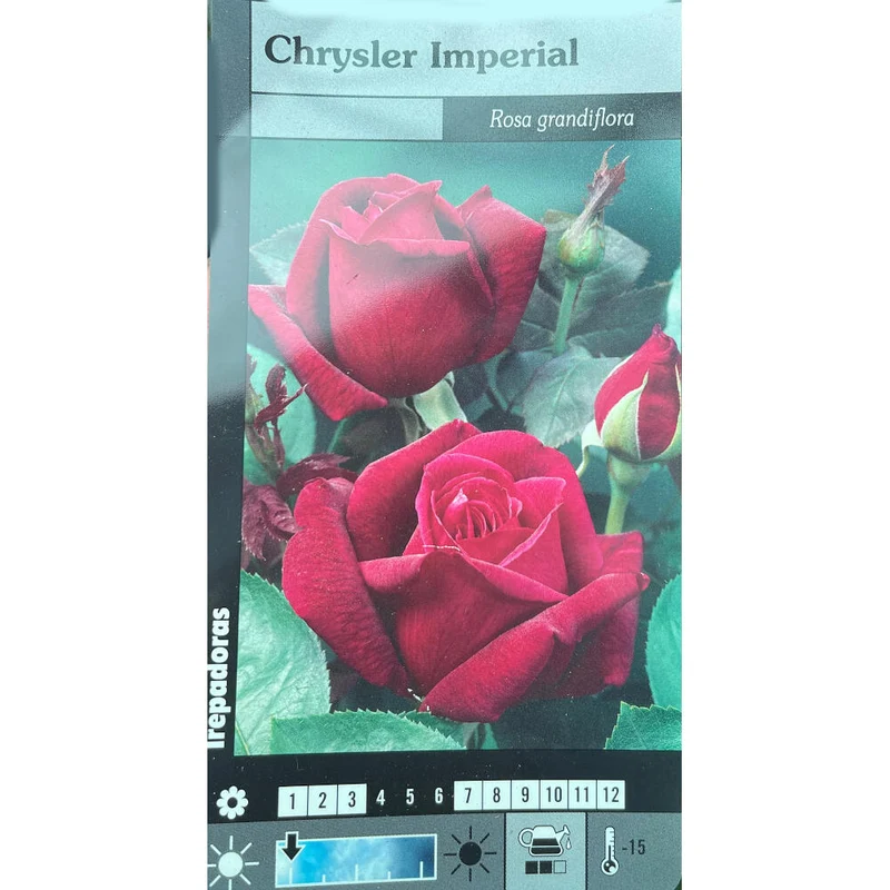 Rosal Trepador Chrysler Imperial M20 180cm (rojo)