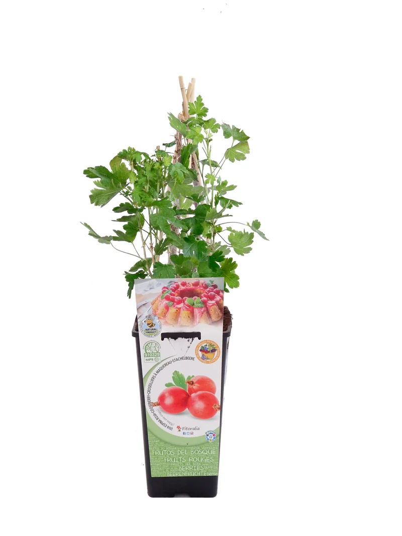 Uva Crispa Roja En Maceta 2 L. Natural - Fitoralia