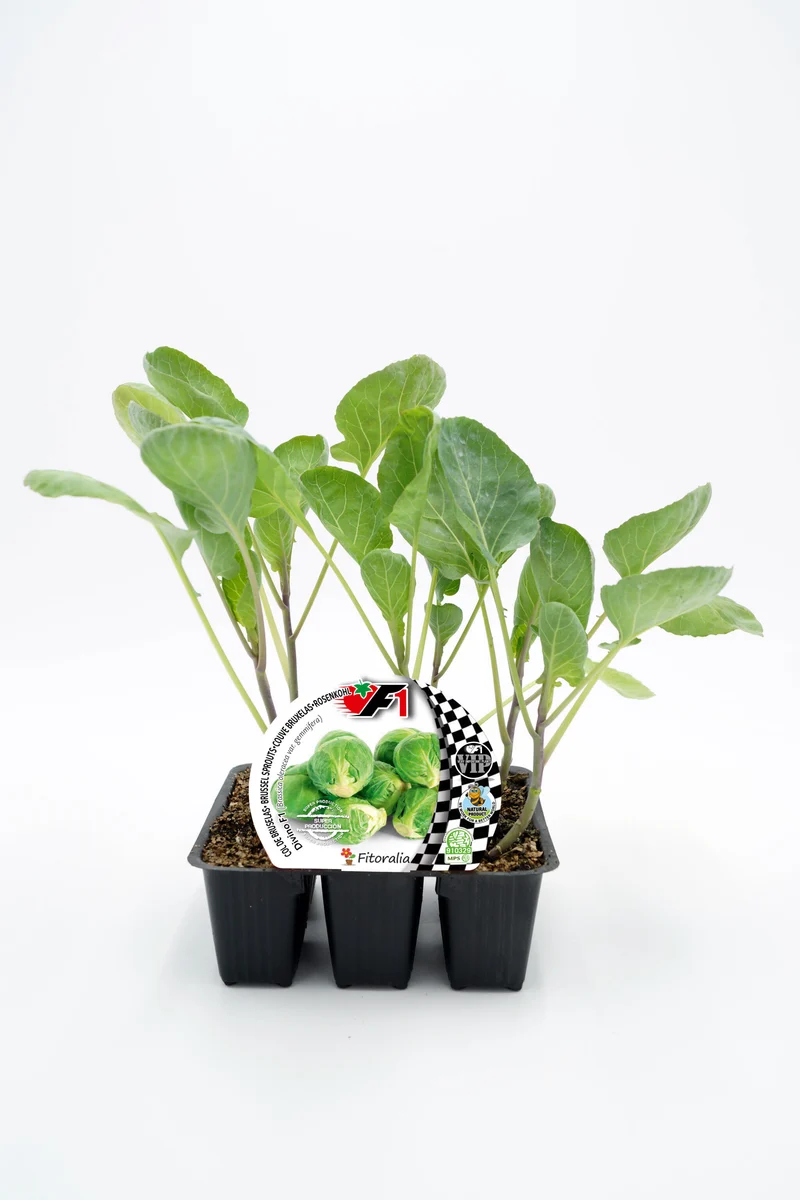 Pack Plantones Col Bruselas Híbrida F1 Divino 6 Ud. Natural - Fitoralia