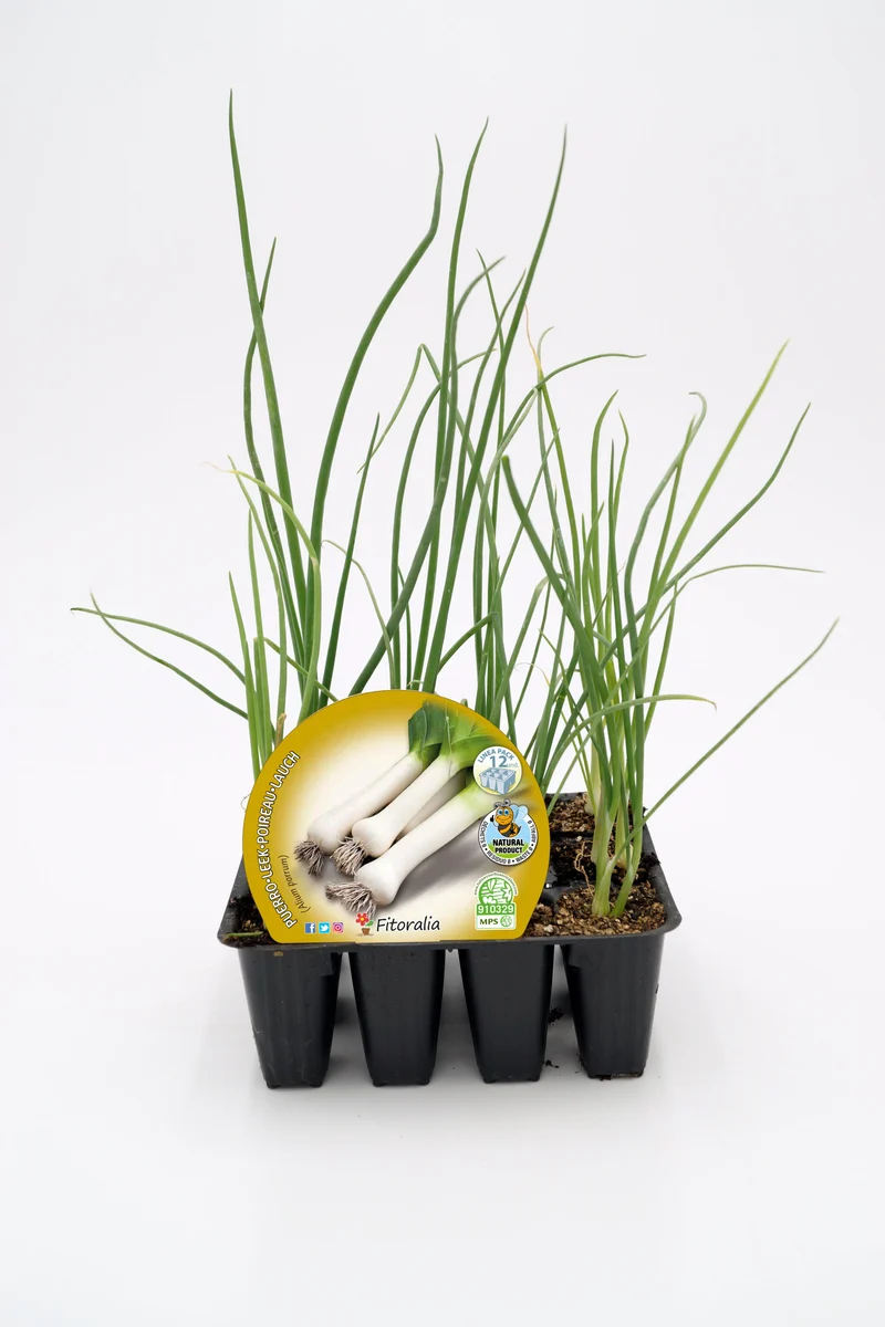 Pack Plantones Puerro 12 Ud. Natural - Fitoralia