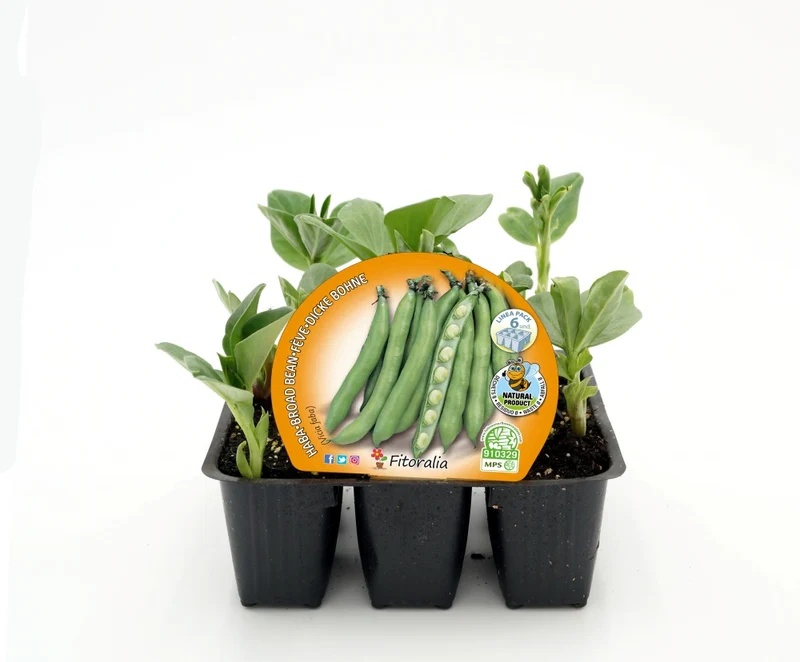 Pack Plantones Haba 6 Ud. Natural - Fitoralia