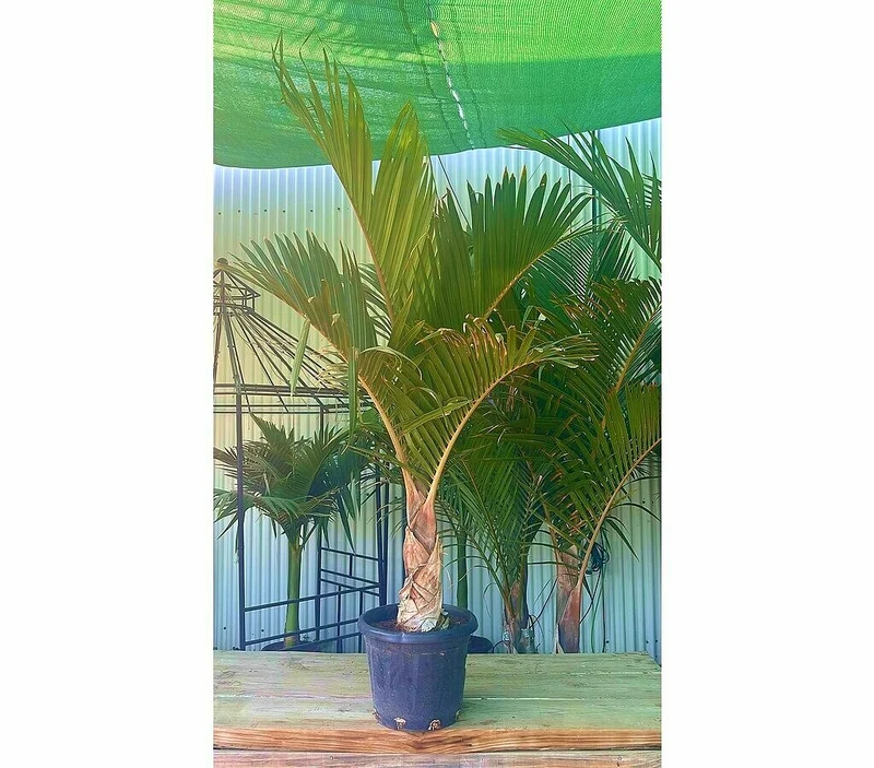 Mascarena Verschaffeltii M37 120-140cm