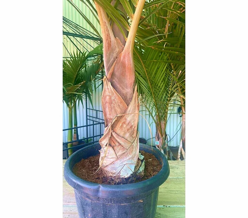 Mascarena Verschaffeltii M37 120-140cm