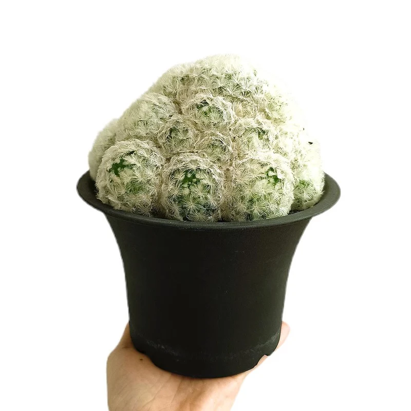 Mammillaria Plumosa M21