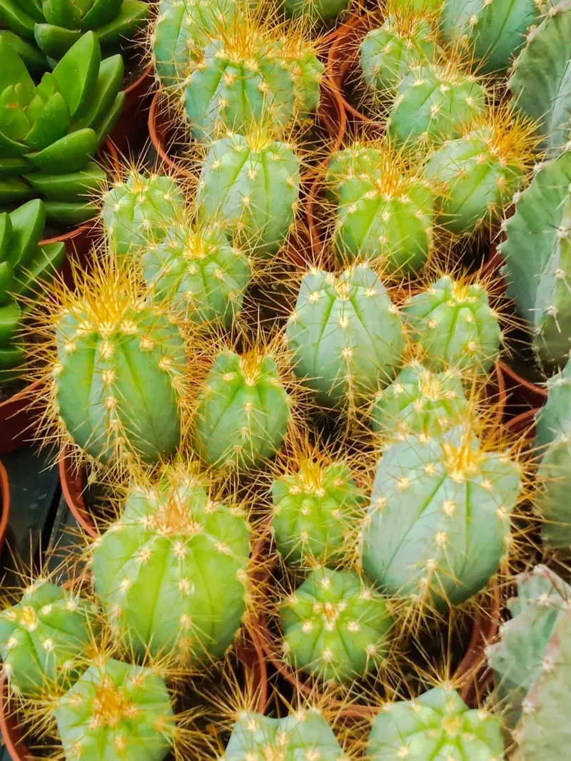 Pilosocereus Pachycladus Cactus Azul Planta Joven