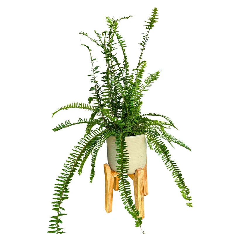 Helecho Nephrolepis Cordata O Helecho Espada El Helecho Más Común Y Resistente M14