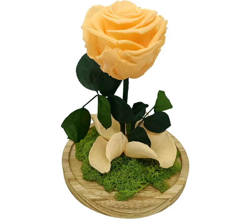 Mundo Eterno Rosa En Cúpula Melocotón 12x20cm