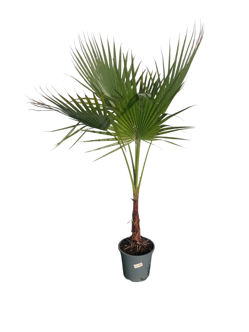 Washingtonia Robusta Maceta
