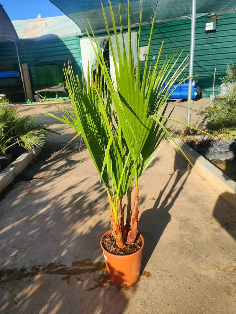Washingtonia Robusta Maceta