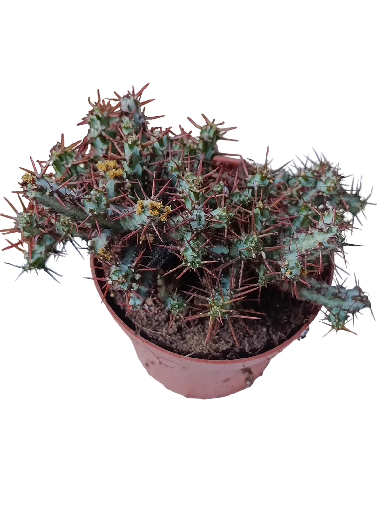 Euphorbia Aeruginosa Planta Suculenta Ø8