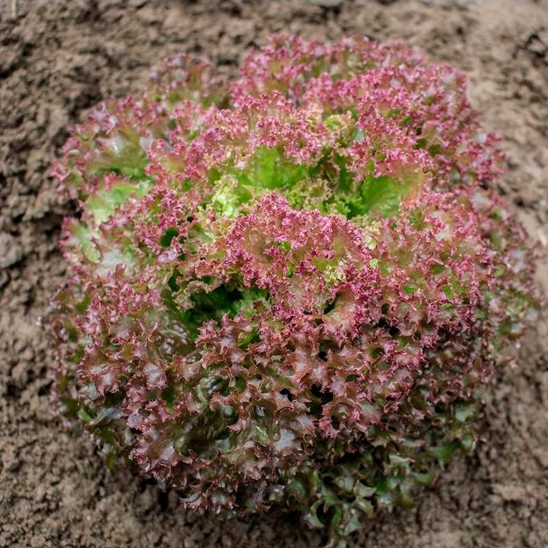 Semillas Lechuga Rizada Lollo Rossa Ecológicas