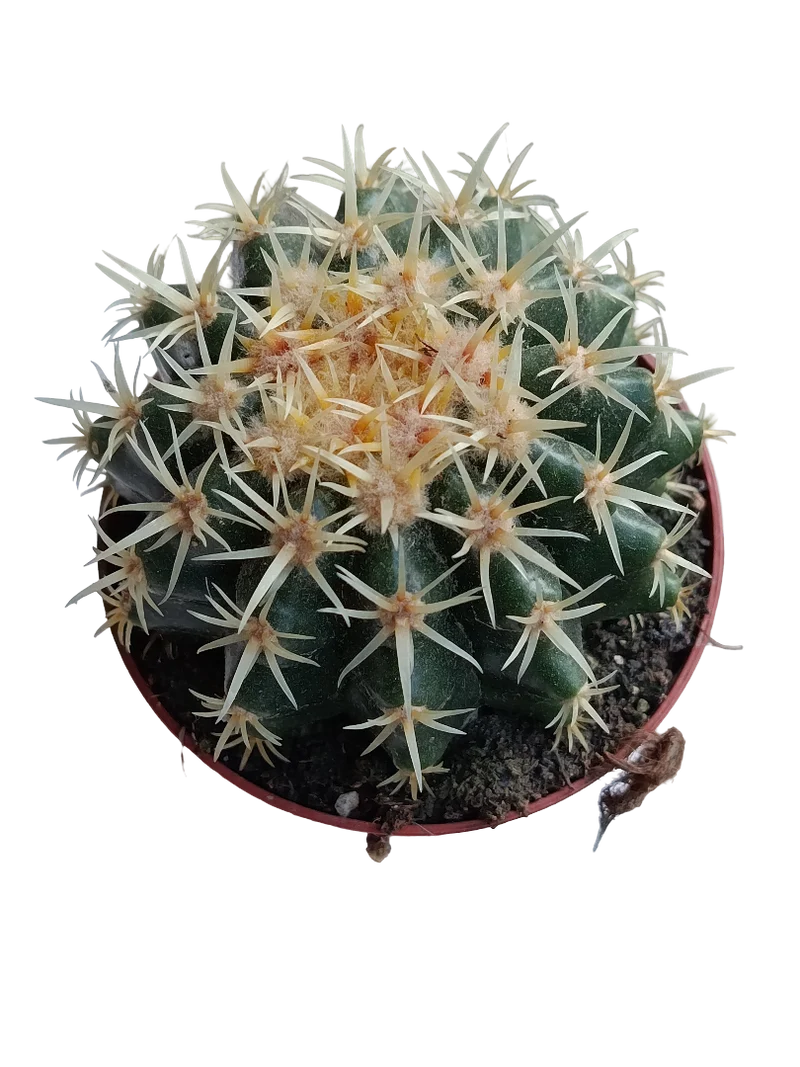 Echinocactus Brevispinnus Planta Cactus Ø8