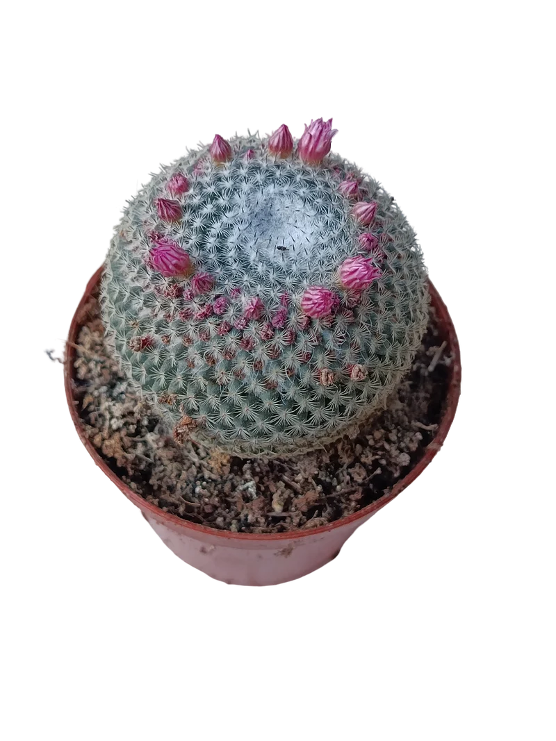 Mammillaria Pseudoperbella Planta Cactus Ø8