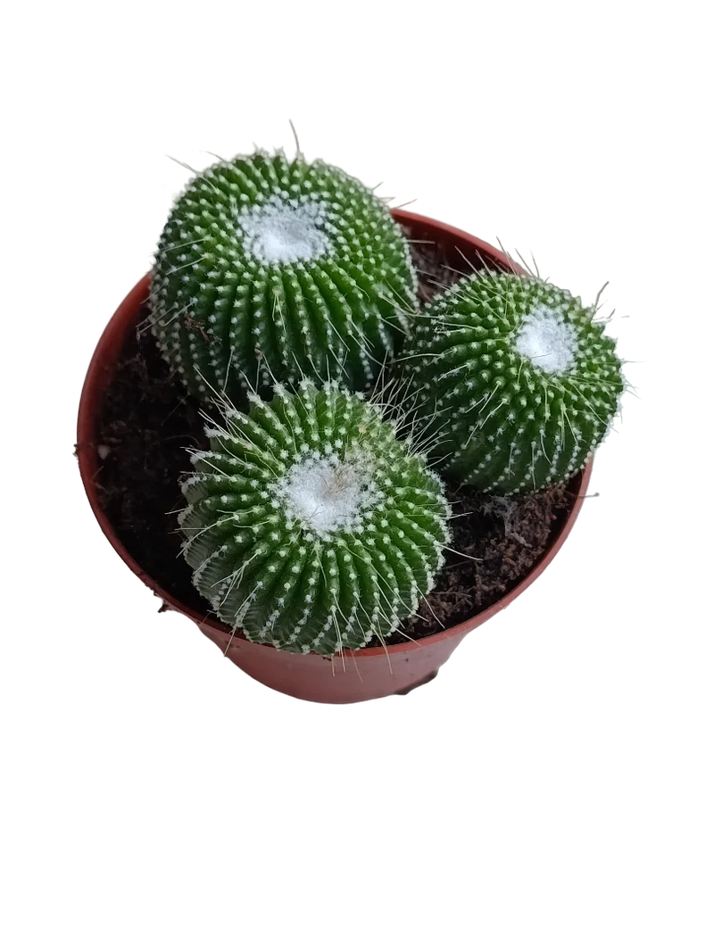 Mammillaria Un Pico Planta Cactus Ø8