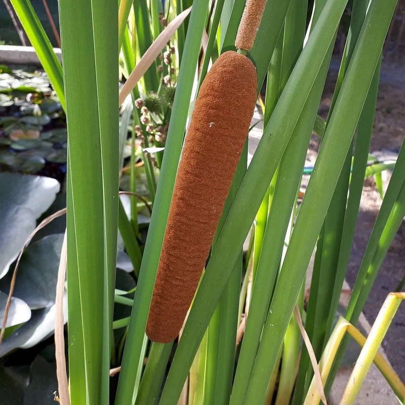 Typha Latifolia Acuática