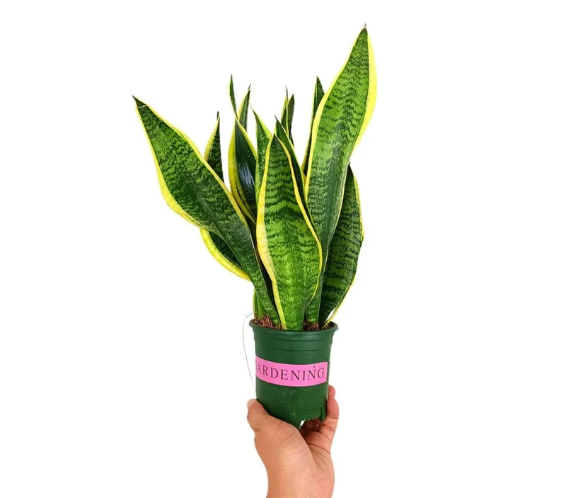 Sansevieria Futura Superba M12 30cm (lengua De Suegra)