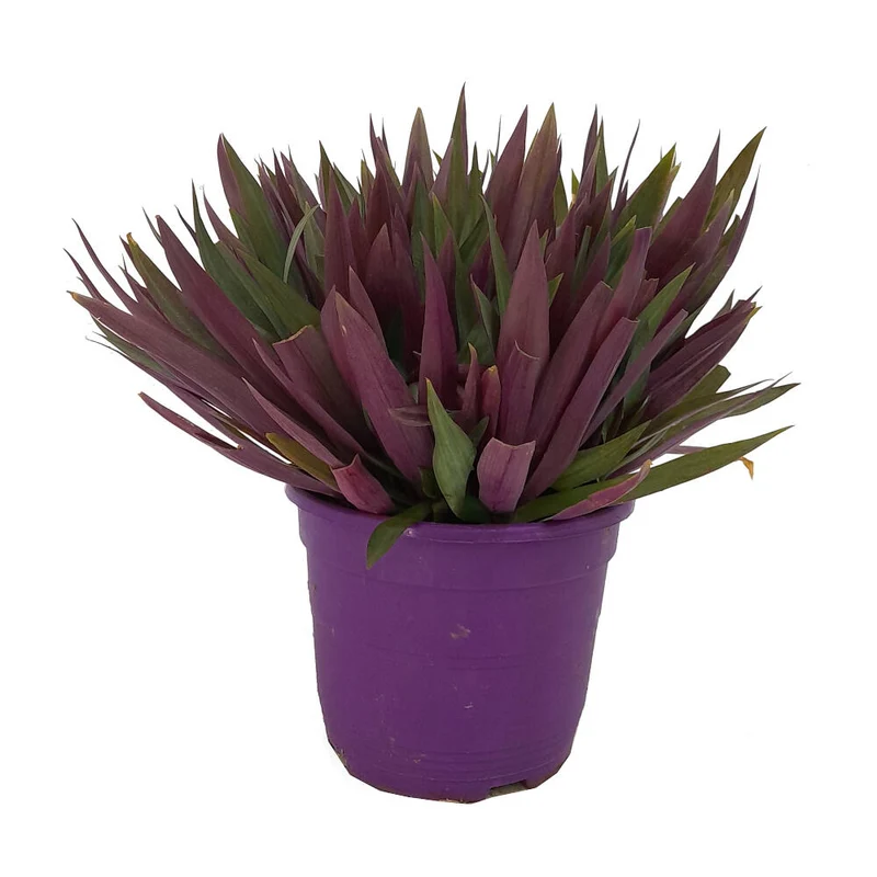Tradescantia Spathacea M22 35cm (maguey Morado)