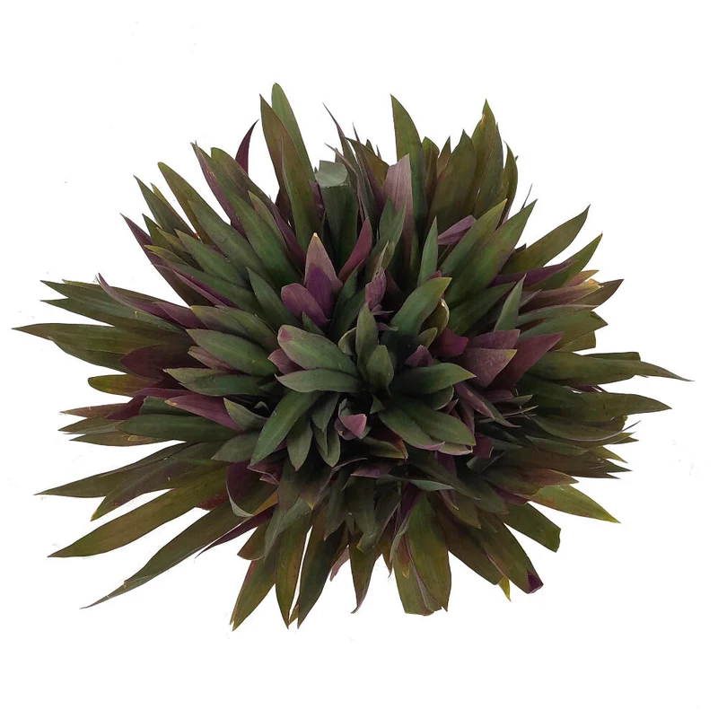 Tradescantia Spathacea M22 35cm (maguey Morado)