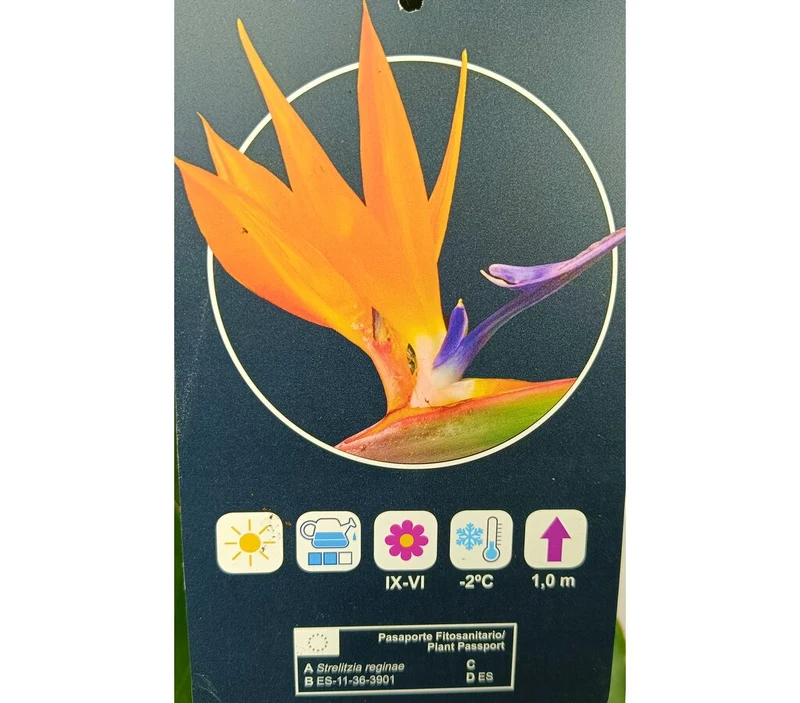 Strelitzia Regina M30 120cm (ave Del Paraíso)