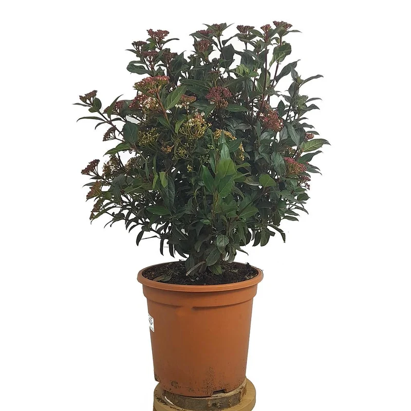Viburnum Tinus Eve Price M24
