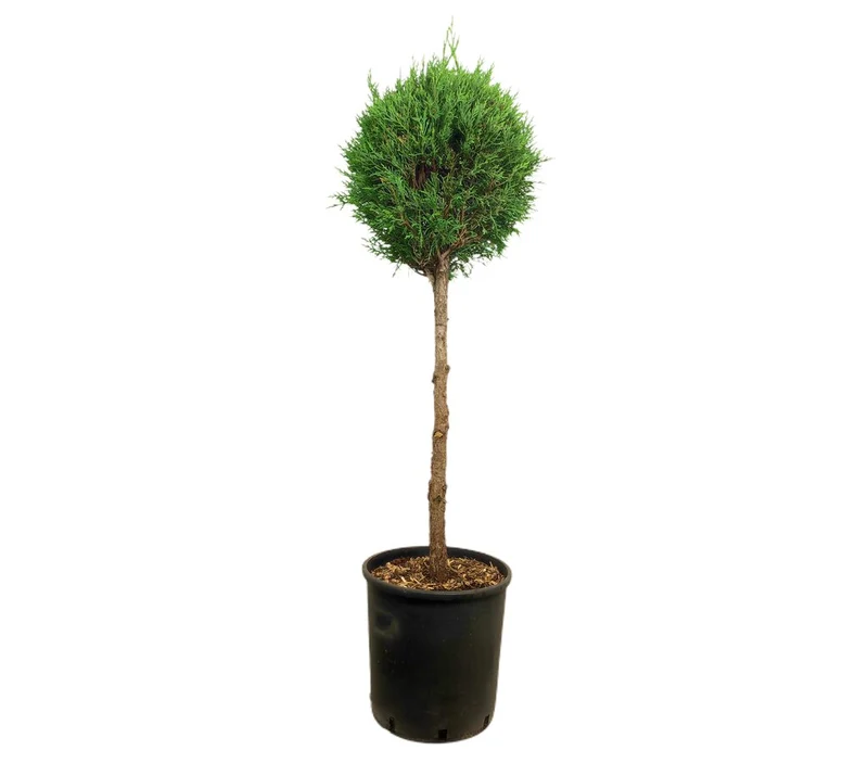 Cupressus Leylandii Verde Copa M28 120-140cm
