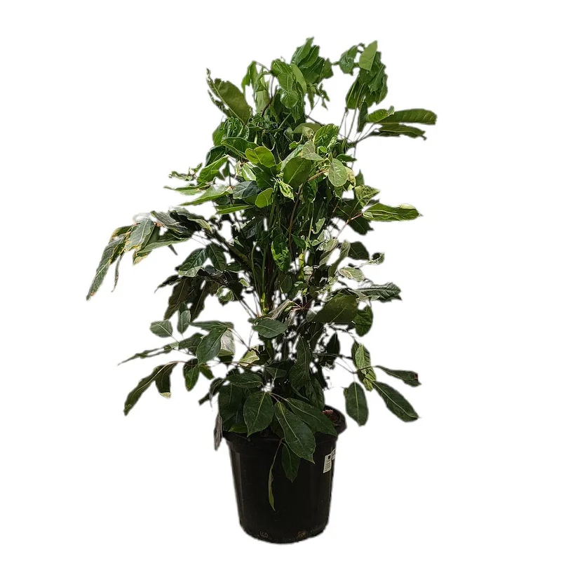 Schefflera Actinophylla M35 130-150cm