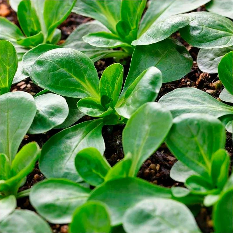 Semillas Canónigos Vit Ecológicas