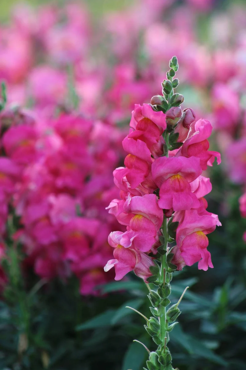 Semillas Boca De Dragón Ecológica