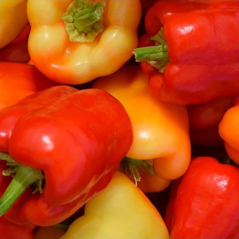 Semillas Pimiento Albaregia Ecológicas Biodinámicas Demeter