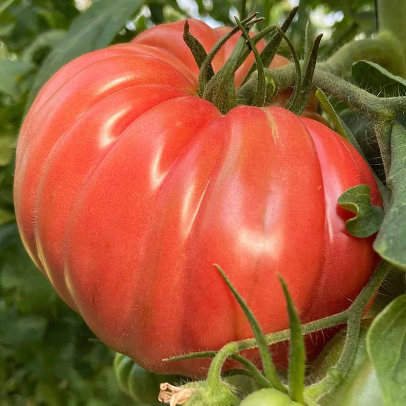 Kit De Cultivo De Tomate Rosado Grow Me – Huerto Urbano Ecológico
