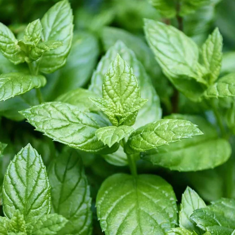 Kit De Cultivo De Menta Piperita Grow Me – Huerto Urbano Ecológico