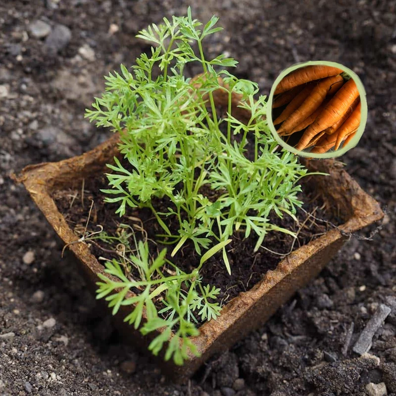 Kit De Cultivo De Zanahoria Nantesa Grow Me – Huerto Urbano Ecológico