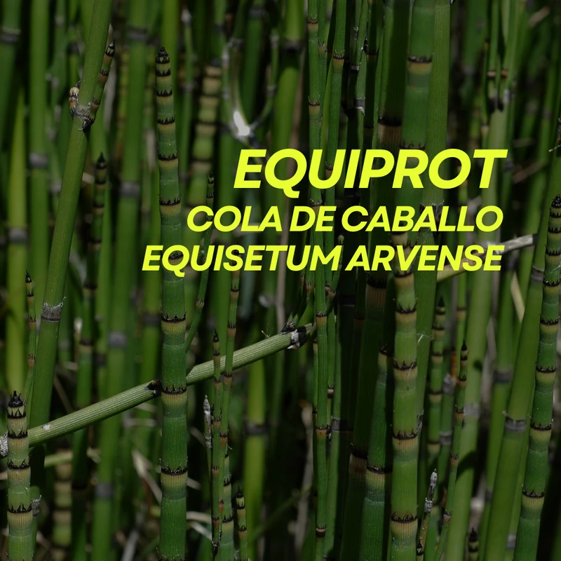 Fortificante ecológico de cola de caballo para plantas Equiprot Prot-eco 100 ml + pipeta dosificadora 5 ml gratis