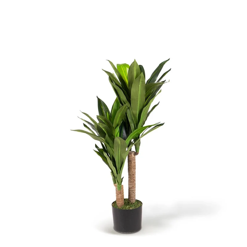 Tropical Dracaena