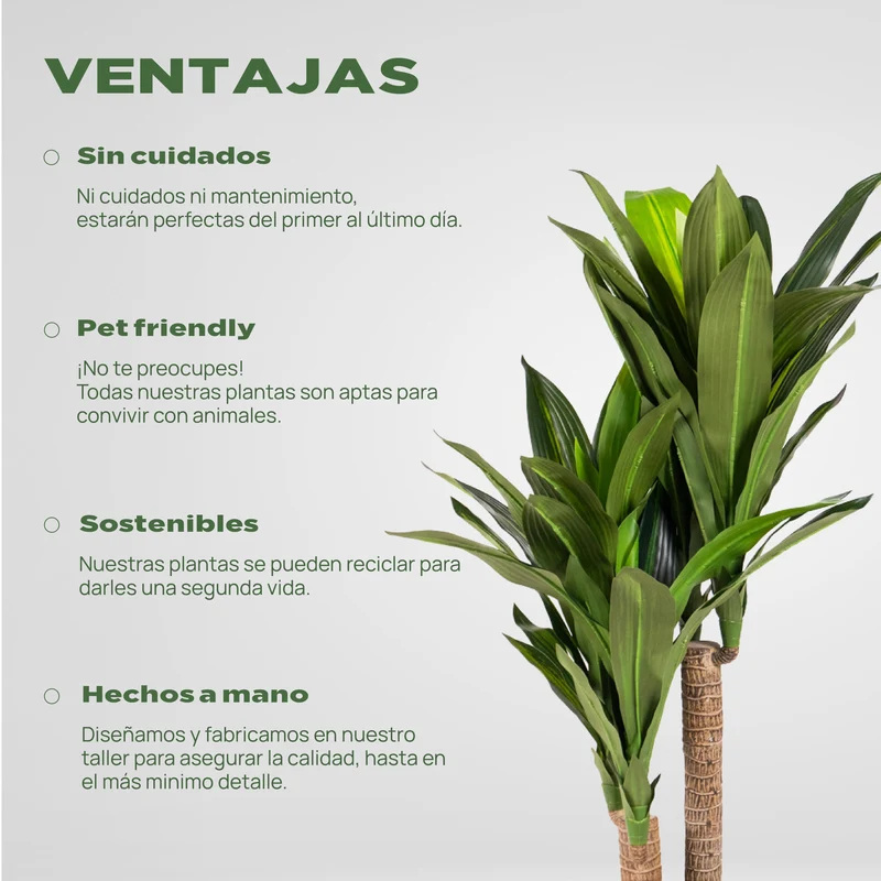 Tropical Dracaena