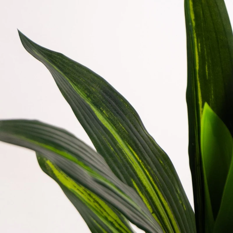 Tropical Dracaena